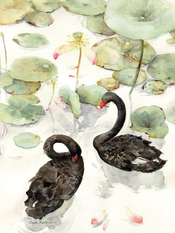 Lotus Lake With Black Swans by Violetta Boyadzhieva