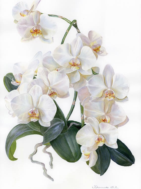 White Orchid by Yulia Krasnov