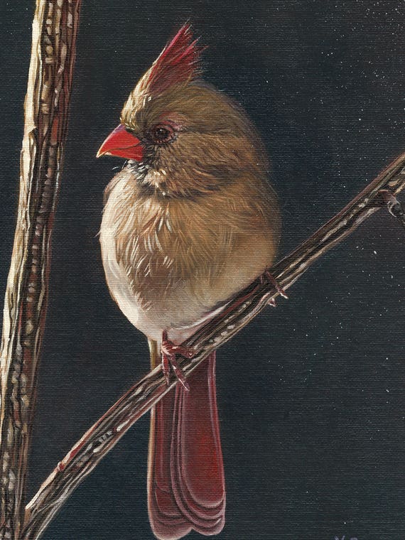 Female Cardinal Bird by Yue Zeng