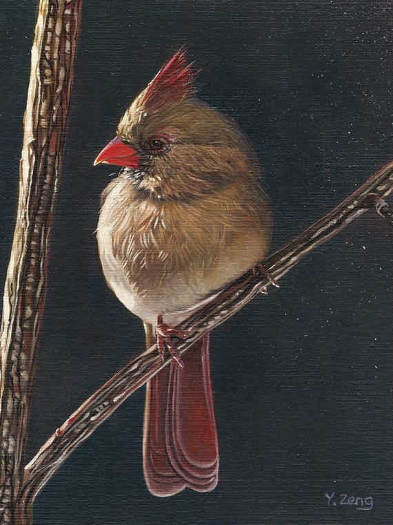 Female Cardinal Bird by Yue Zeng