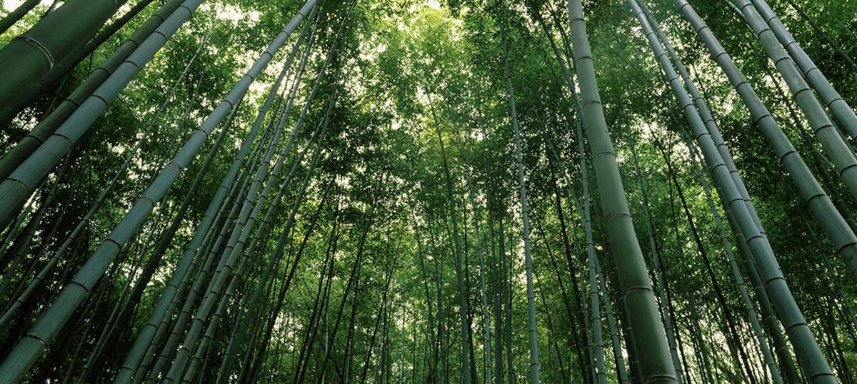 Arashiyama Bamboo Forest Canvas Prints