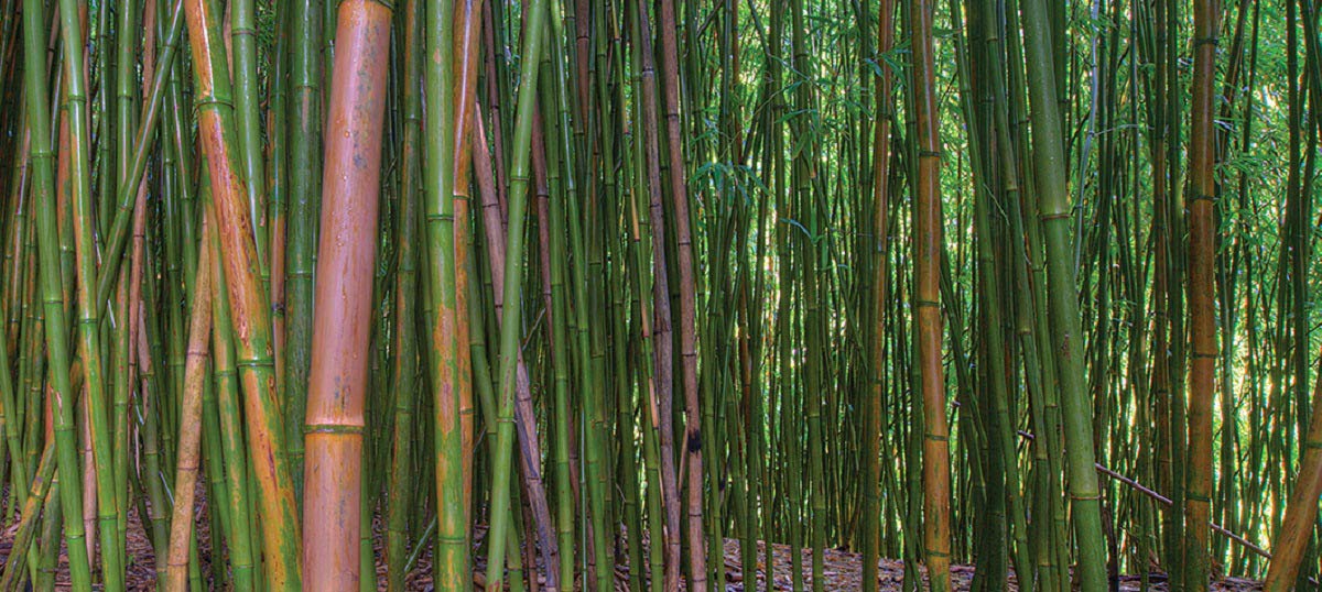 Bamboo Art Art Prints