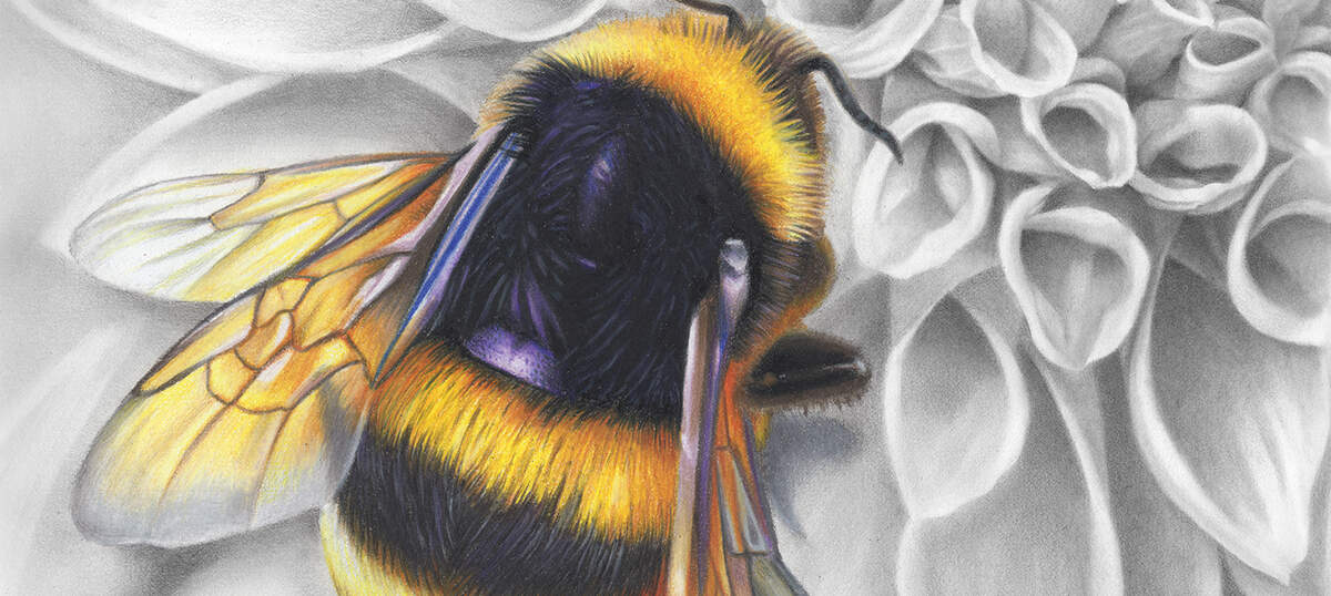Bee Art Canvas Art