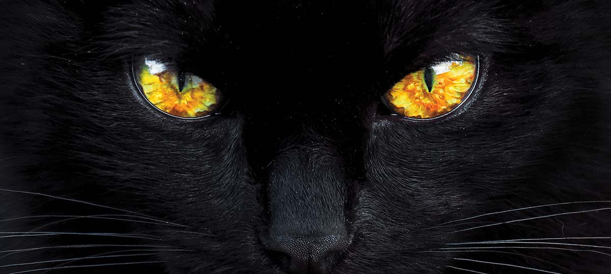 Black Cat Art: Canvas Prints & Wall Art | iCanvas