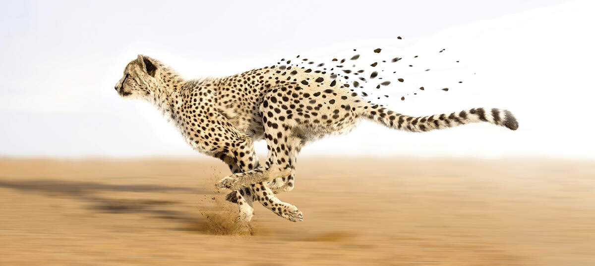 Cheetah Art Canvas Artwork
