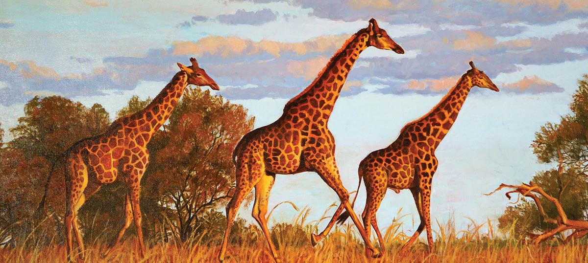 Fine Art Safari Canvas Prints