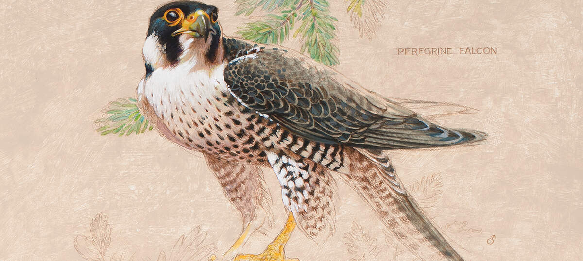 Falcon Art Canvas Art