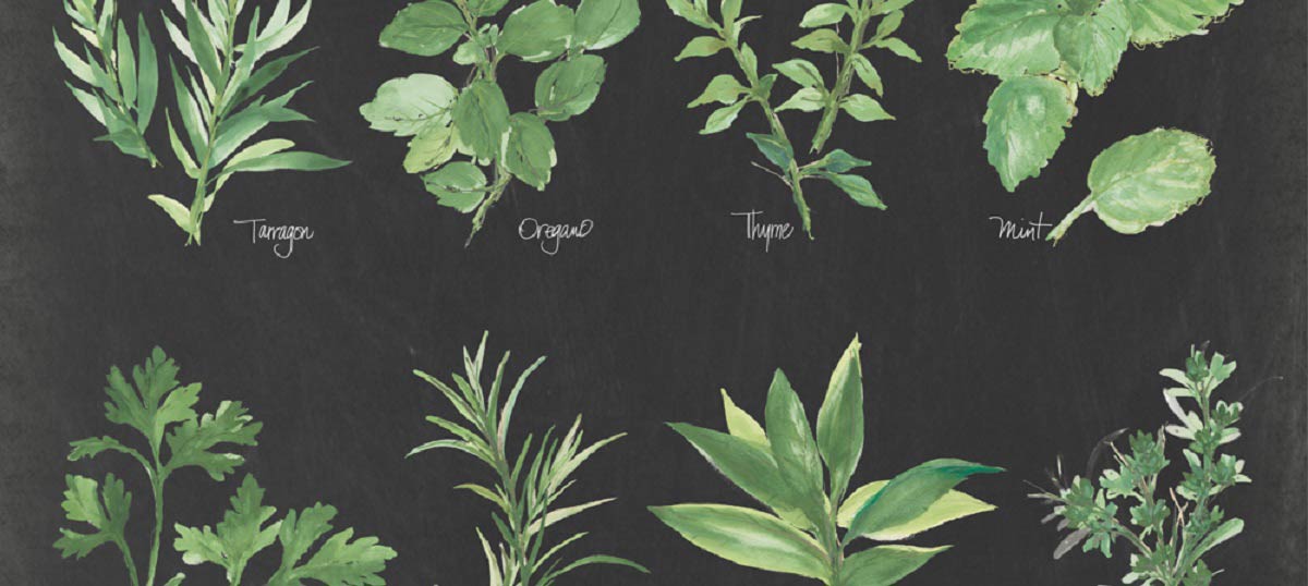 Herb Art Canvas Prints