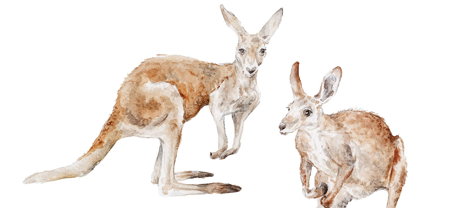 Kangaroo Art Canvas Art