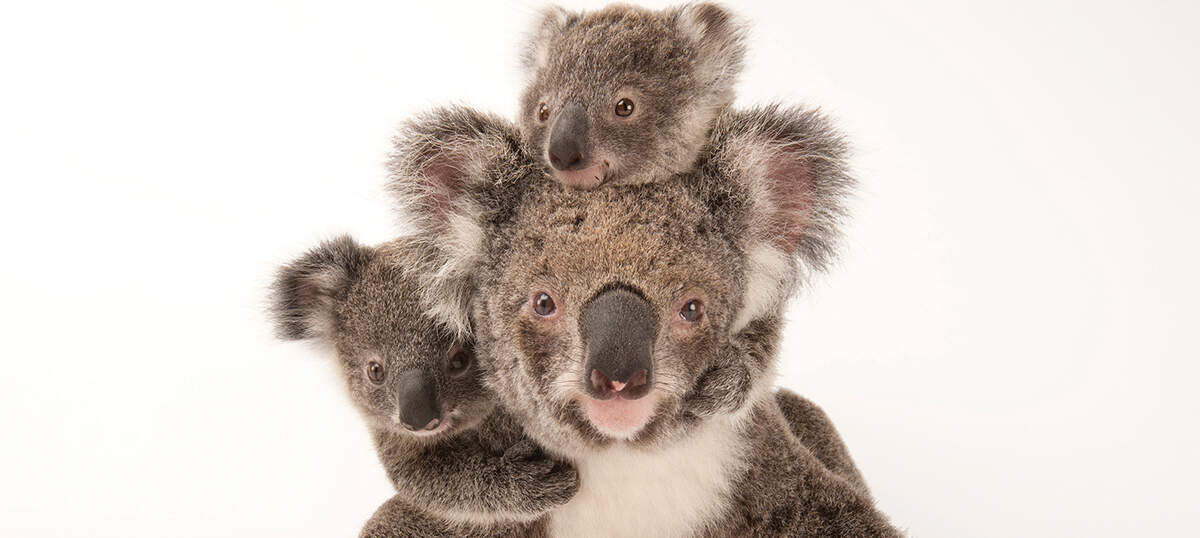 Koala Art Print by Animal Crew - Pixels Merch