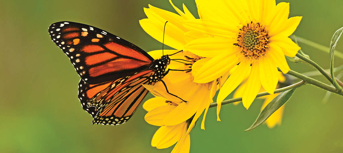Monarch Butterflies Art Prints