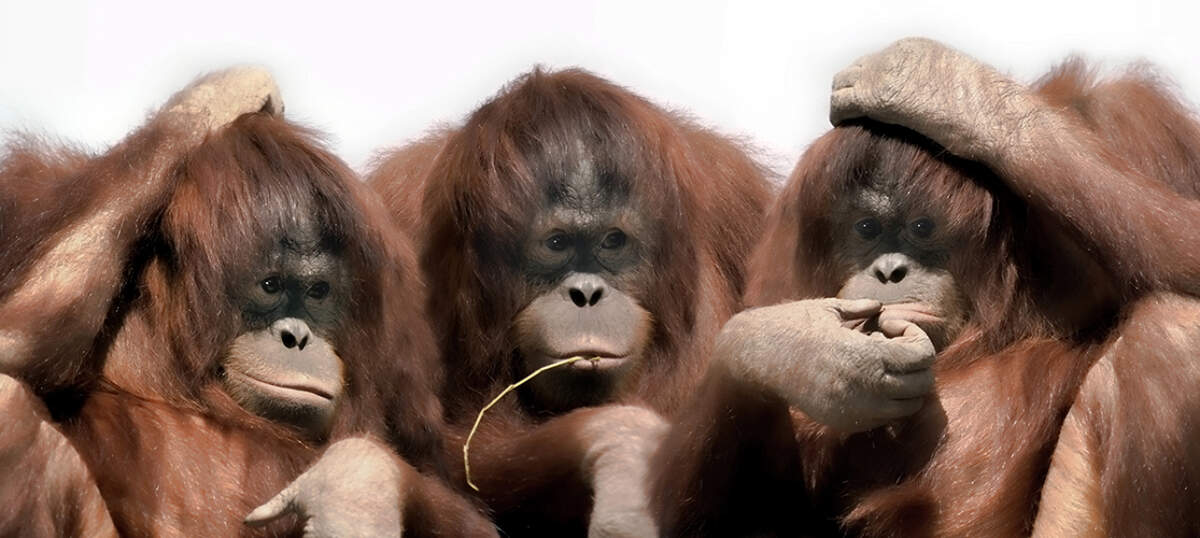 Orangutans Art Prints