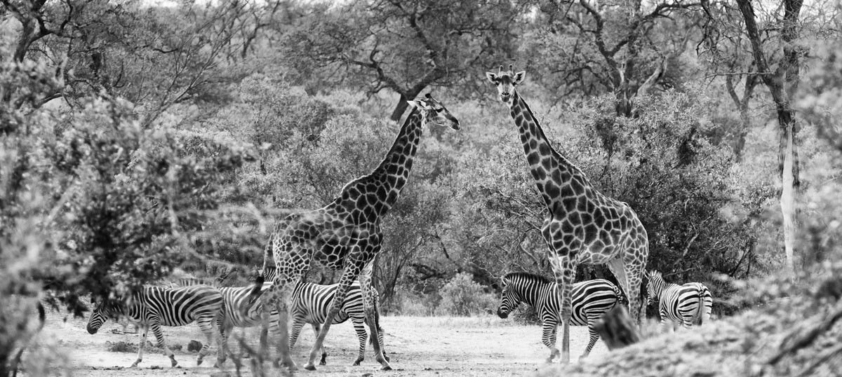 zebra safari africa black and white split prints