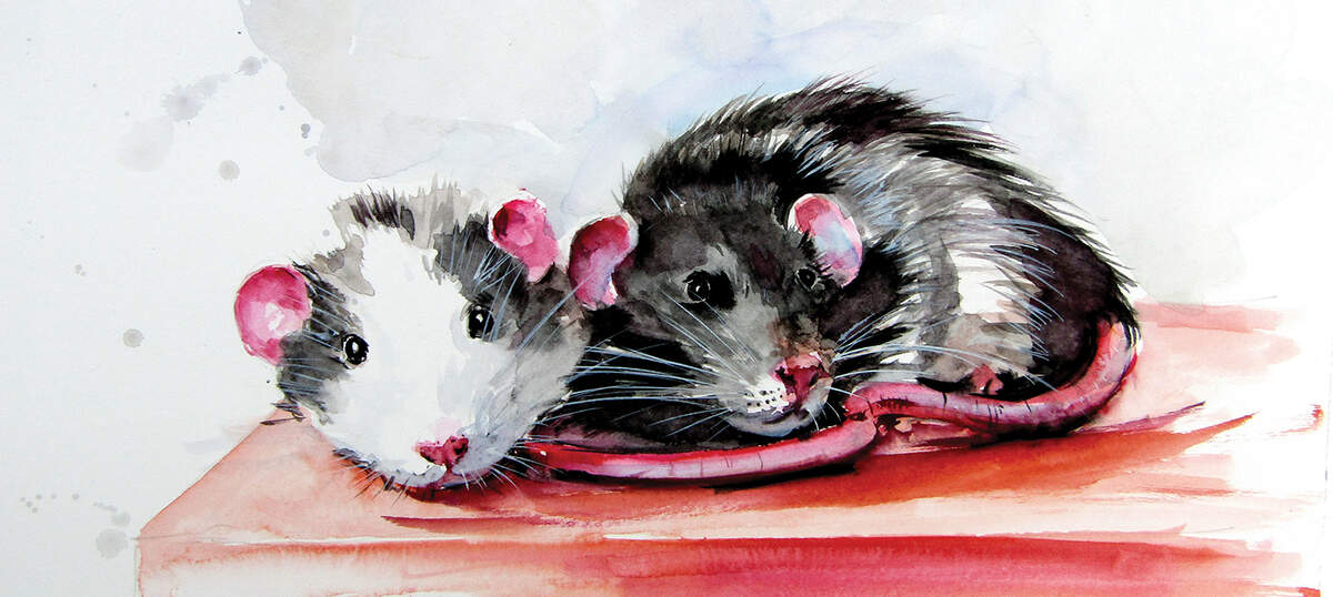 Rats Canvas Art Prints