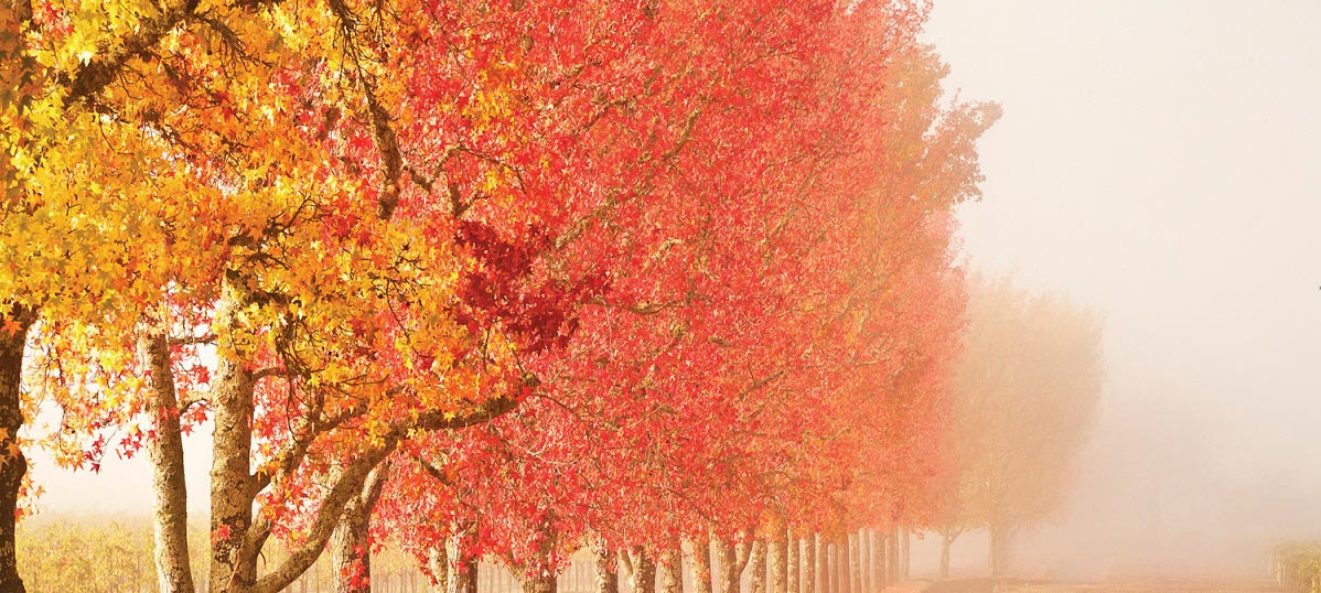 Scenic Fall Canvas Prints