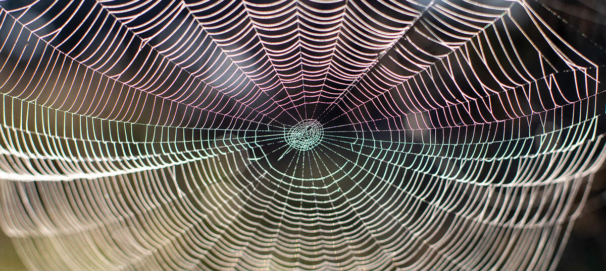 Spider Web Art Canvas Prints