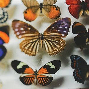 Butterflies Canvas Art