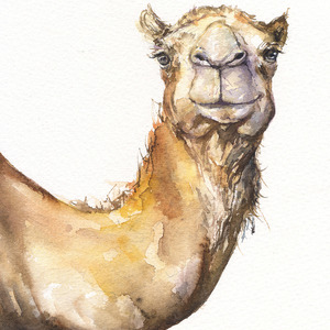 Camels Canvas Art