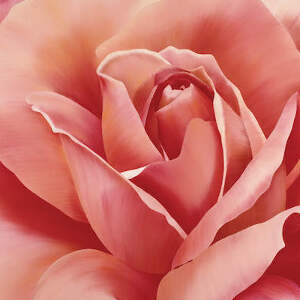 Floral Close-Ups Canvas Art