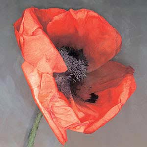 Digital Prints Downloadable Art Print Printable Wall Art Wall Décor Flower Photography Poppies and a Pollinator