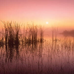 Marshes & Swamps Art Prints
