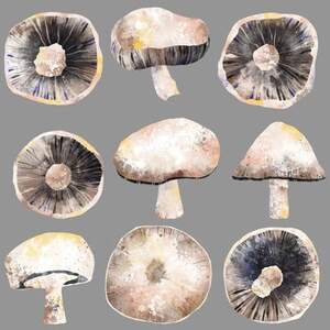 Mushrooms Canvas Artwork