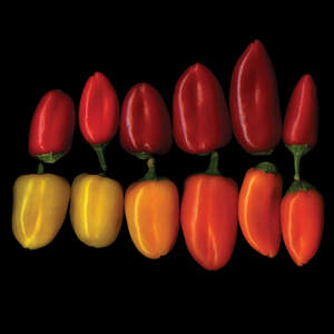 Peppers Canvas Art Prints