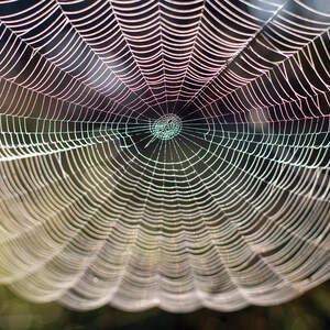 Spider Webs Canvas Art