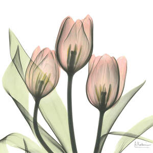 Tulips Canvas Prints