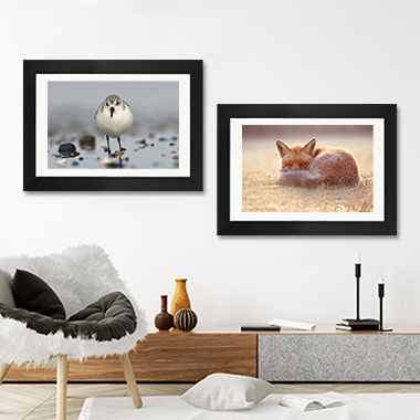 Animal Photography-40% off