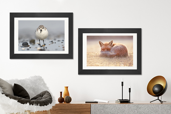 Animal Photography-40% off
